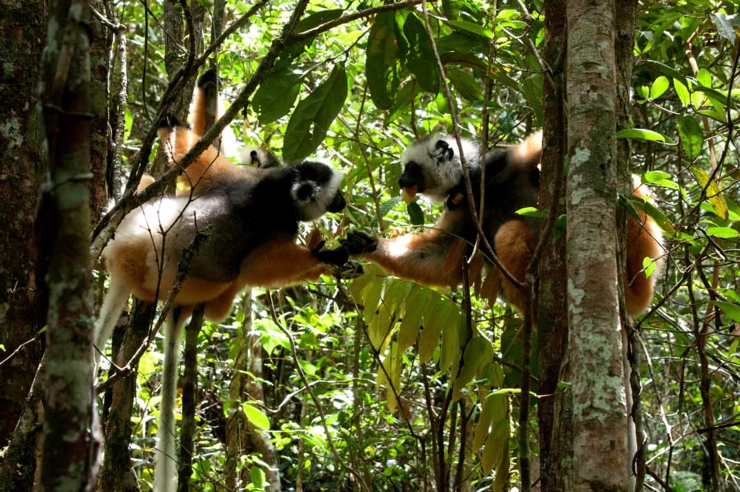 El Parque Nacional Andasibe Mantadia